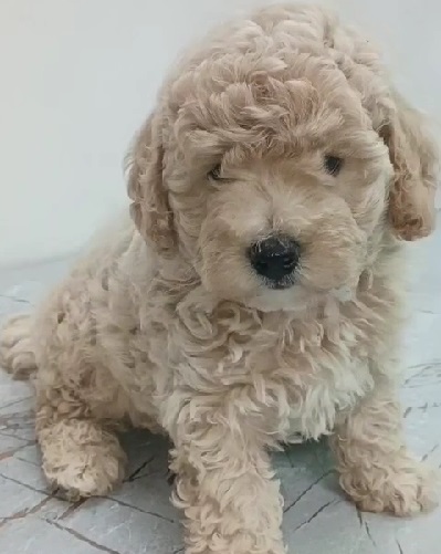 poodle puppy price in pune.