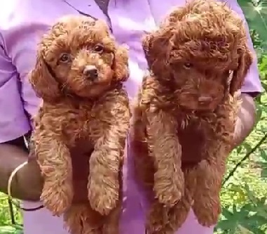 Poodle dog for sale online in Pune