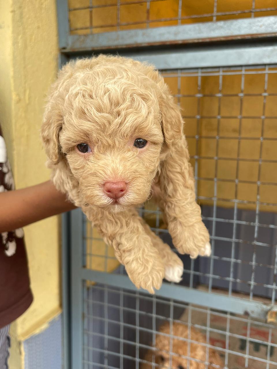 Poodle dog breeder in Pune