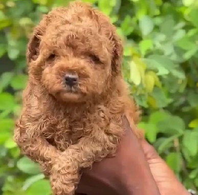 Poodle male puppy price in Pune