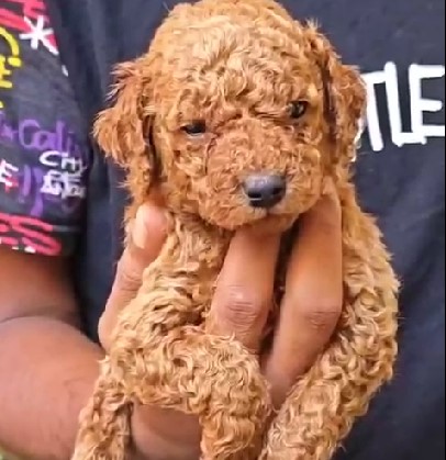 poodle price in visakhapatnam andhra pradesh