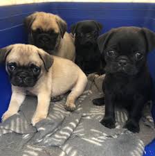 KCI Register Pug for sale in Hyderabad