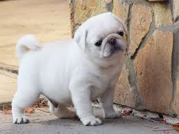 pug dog breeders in Panaji-Goa