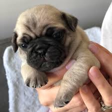 Healthy Pug for sale in Hyderabad