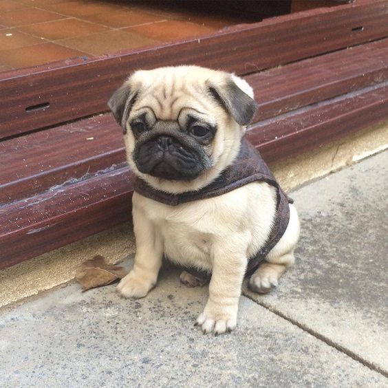 KCI Register Pug for sale in Hyderabad