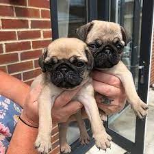 Playful Pug for sale in Hyderabad