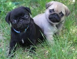 Lovely Pug for sale in Hyderabad