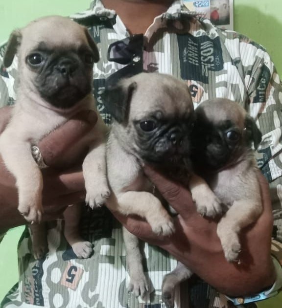 Familyfriend Pug for sale in Hyderabad