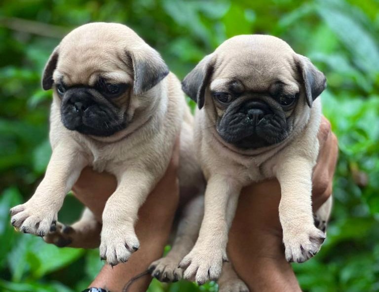 Pug price in Bangalore