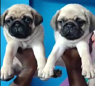 Pug puppies for sale in Bangalore