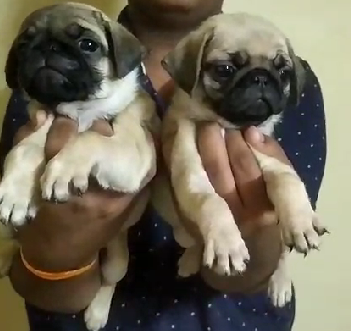 Pug online purchase in Bangalore