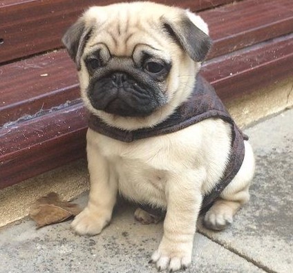 Pug dog breeders in Bangalore