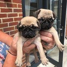 Pug dog price in Bangalore