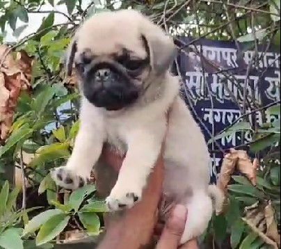 Pug Puppies price in Bangalore