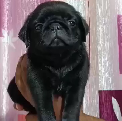 Pug Puppies for sale in india