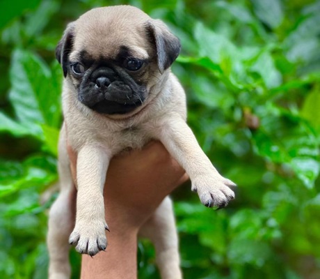 Pug price in india