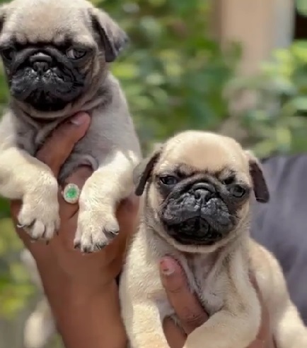 Pug Puppies Price in India