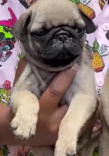 Pug pug dog breeder in india