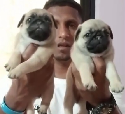 Pug pet shop in india