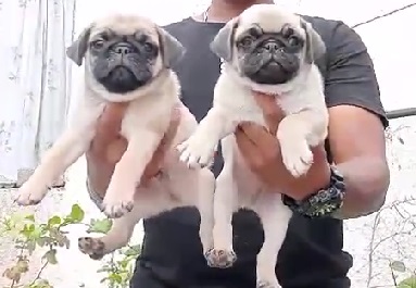 Pug Puppies for Sale online in india