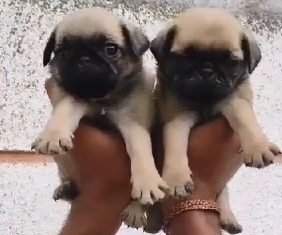 Pug male puppy price in India