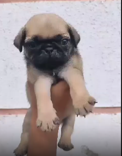 Pug dog price in India