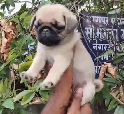 Pug female puppy price in India