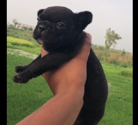 Buy Pug puppy online in India