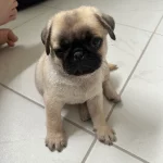 Pug price in India