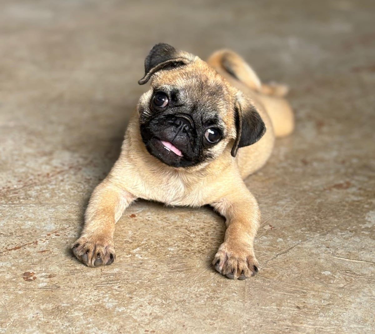 Pug dog kennel in India