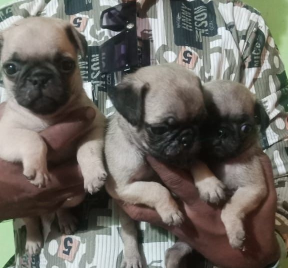 Pug price in Kolkata