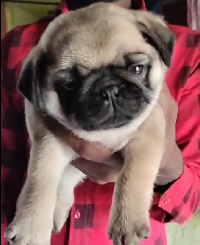 Pug male puppy price in Kolkata