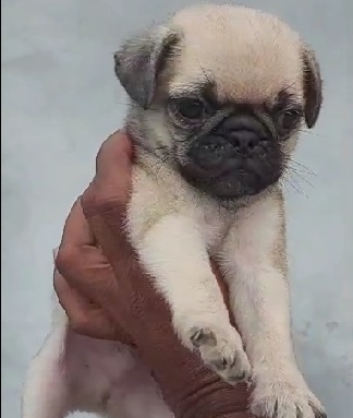 Pug puppy for sale in Kolkata