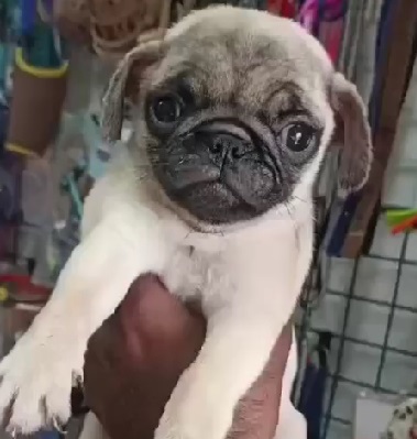 Pug dog breeder in Kolkata