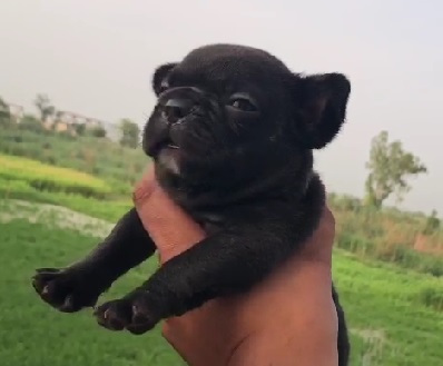 Black Pug price in Kolkata