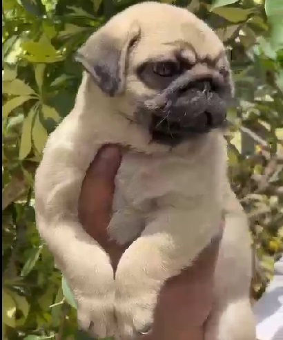 pug puppies price in pune.