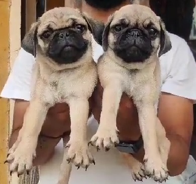 pug price in pune.