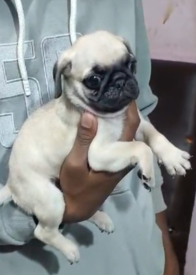 pug puppy price in pune.