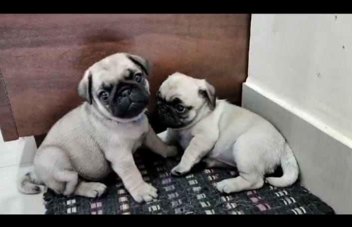 Pug dog for sale online in Pune