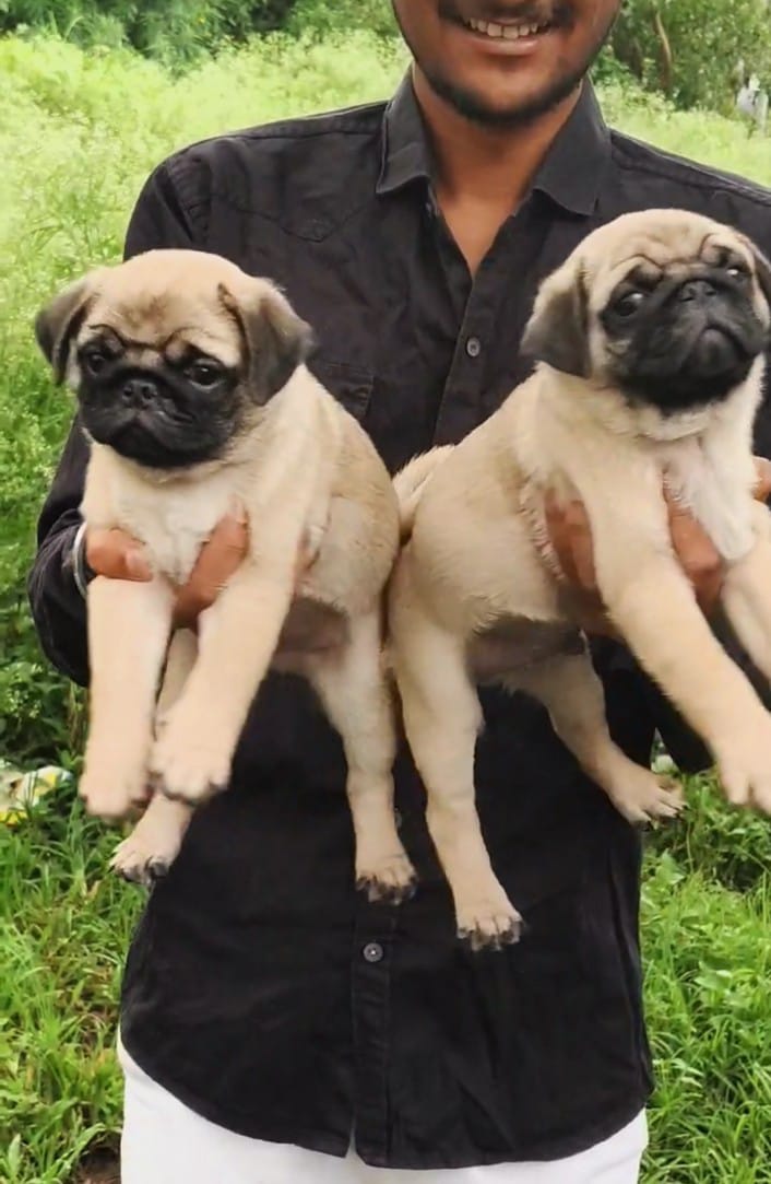 Pug dog breeder in Pune