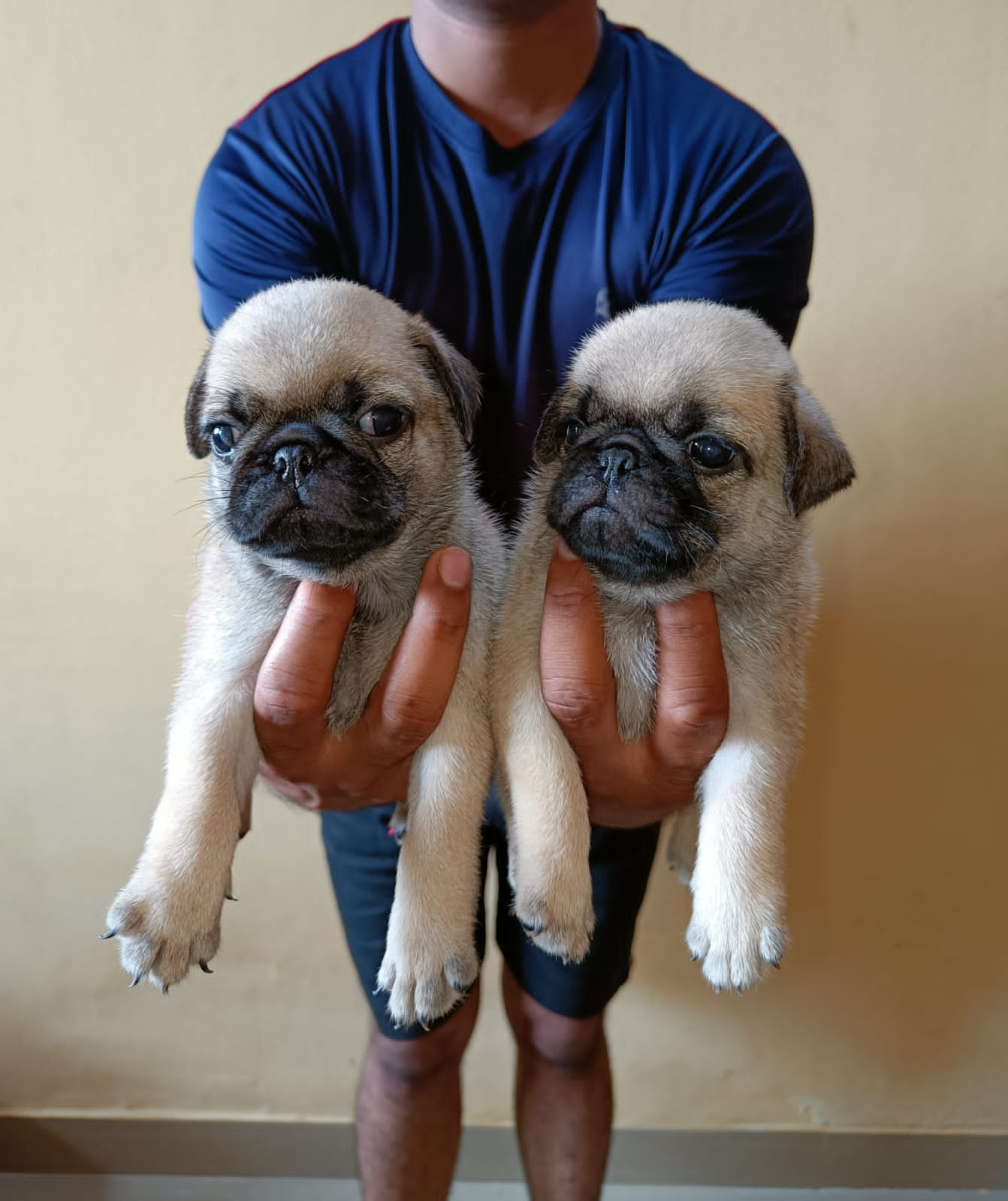 Pug male puppy price in Pune