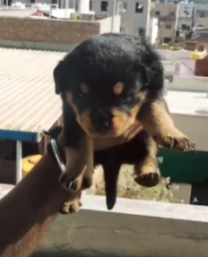 KCI Register Rottweiler