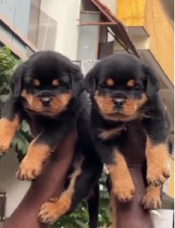 Rottweiler dog for sale in Pune