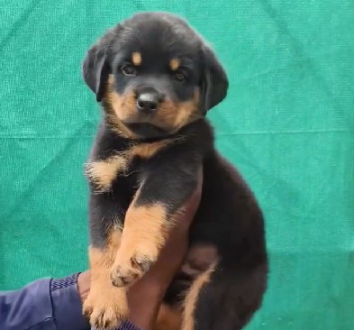 Rottweiler price in Bangalore