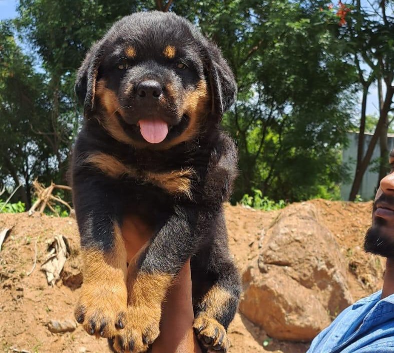 Rottweiler online purchase in Bangalore