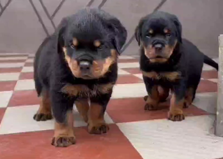 Rottweiler puppies for sale in Bangalore