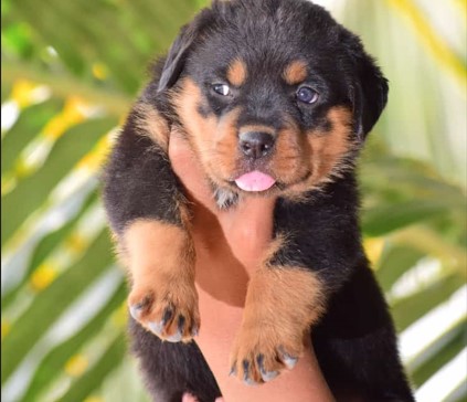 Rottweiler dog breeders in Bangalore