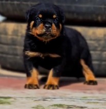 Rottweiler dog for sale in Bangalore