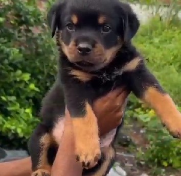 Rottweiler Puppies price in Bangalore