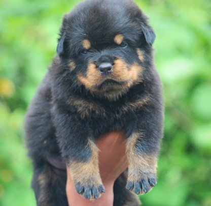 Rottweiler Puppies Price In Chennai.